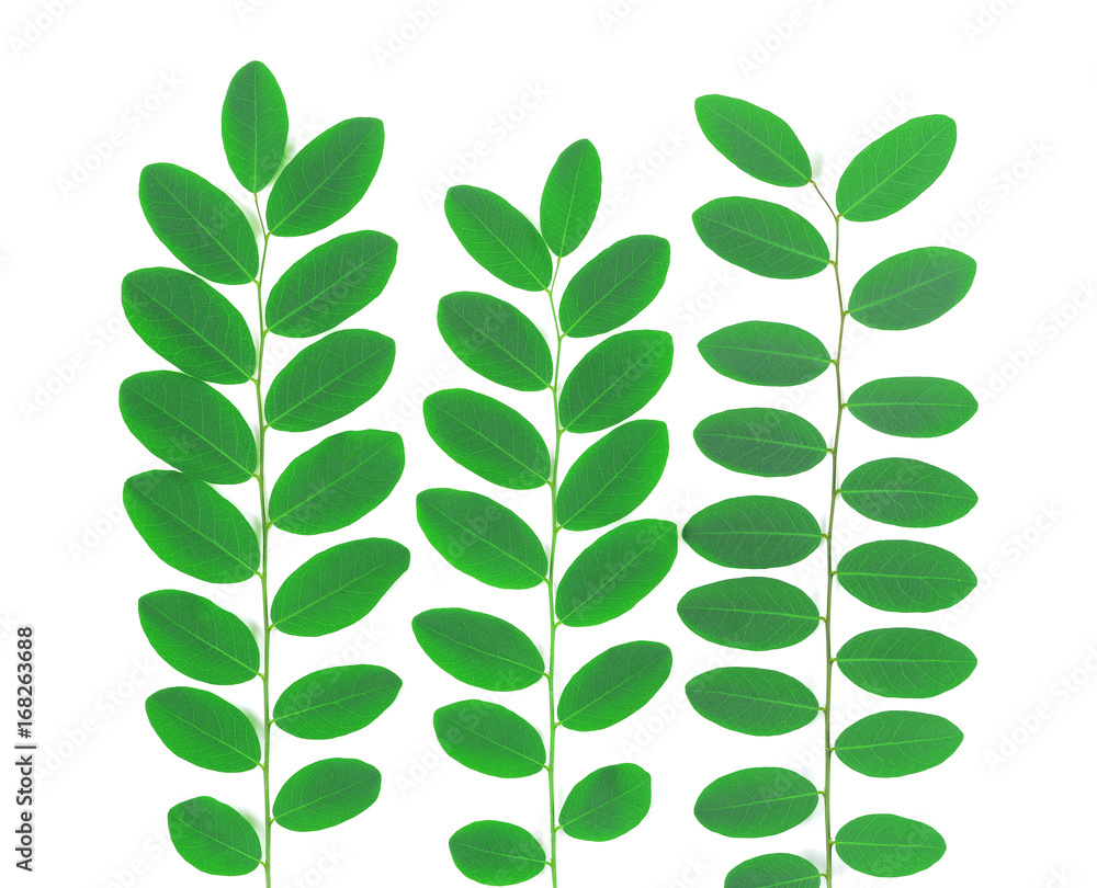 green leaves on branch isolated on white, Leaves isolated on white background. green leaves on branch isolated on white, Leaves isolated on white background.