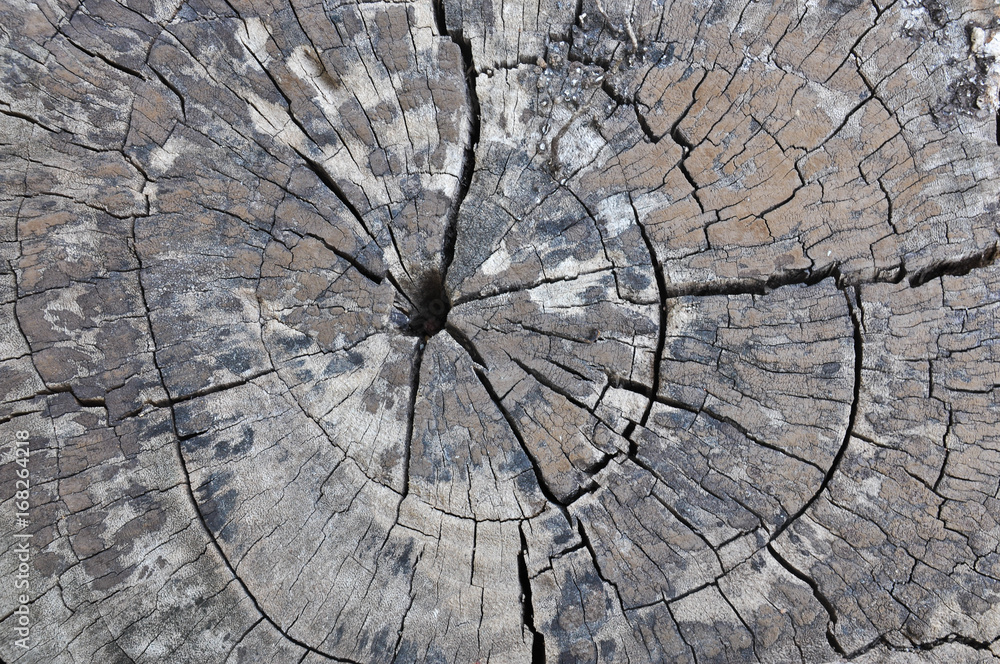 Stump texture background