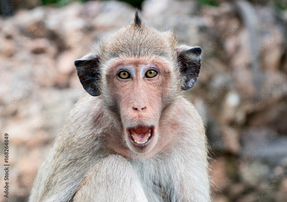Monkey with black ears open mouth to threaten Monkey with black ears open mouth to threaten