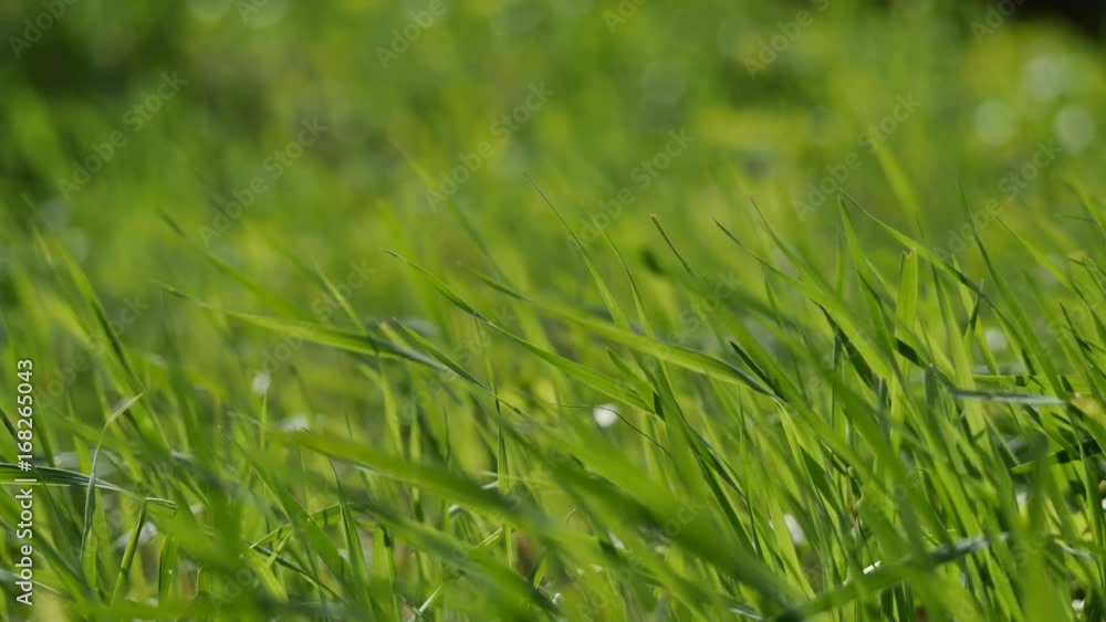 Green meadow with flowers on a summer day in 4K resolution Green meadow with flowers on a summer day in 4K resolution