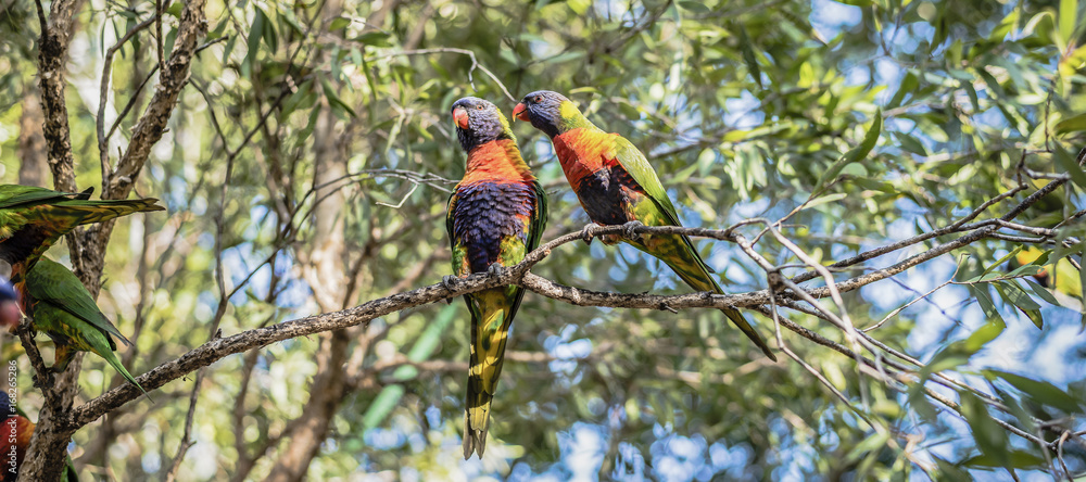 Obraz premium Rainbow lorikeets outside during the day.