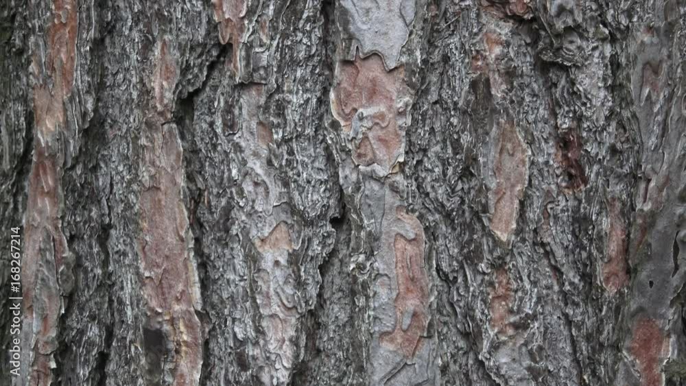 Texture of pine bark. Tree or pine in the forest. Background of tree bark.
Texture of pine bark. Tree or pine in the forest. Background of tree bark.