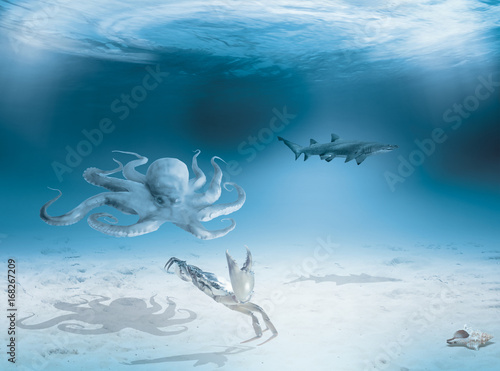 Photography Underwater life