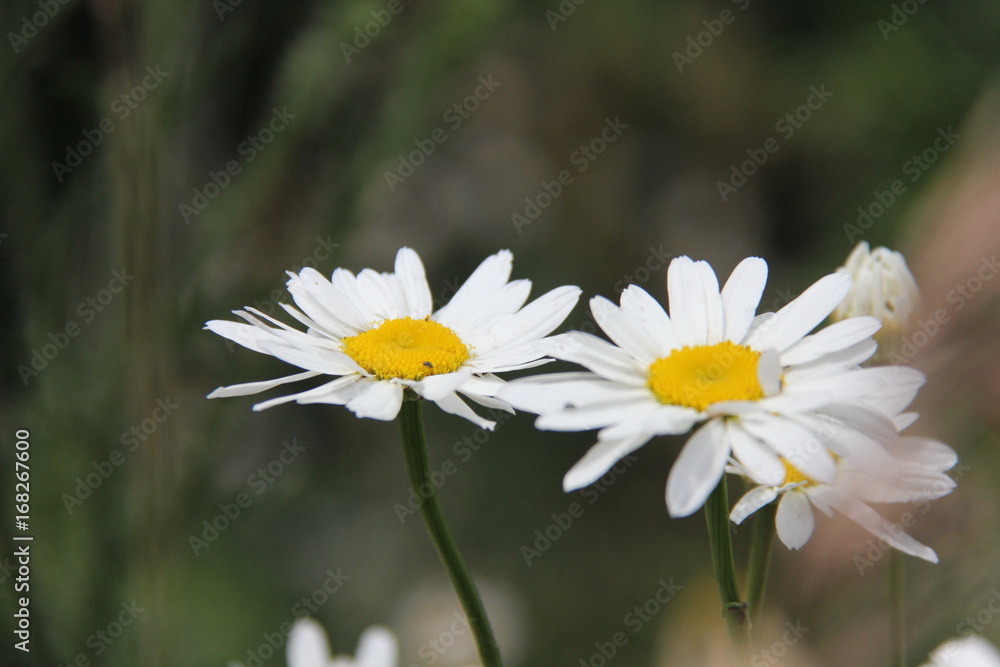 daisies daisies