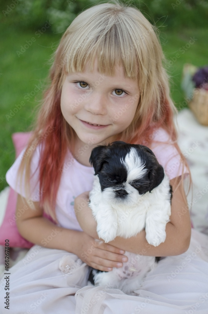 Puppy shih tzu. Black and white puppy on girl's hands. Little girl hugs little puppy. Cute blond girl hugs her pet. Puppy shih tzu. Black and white puppy on girl's hands. Little girl hugs little puppy. Cute blond girl hugs her pet.