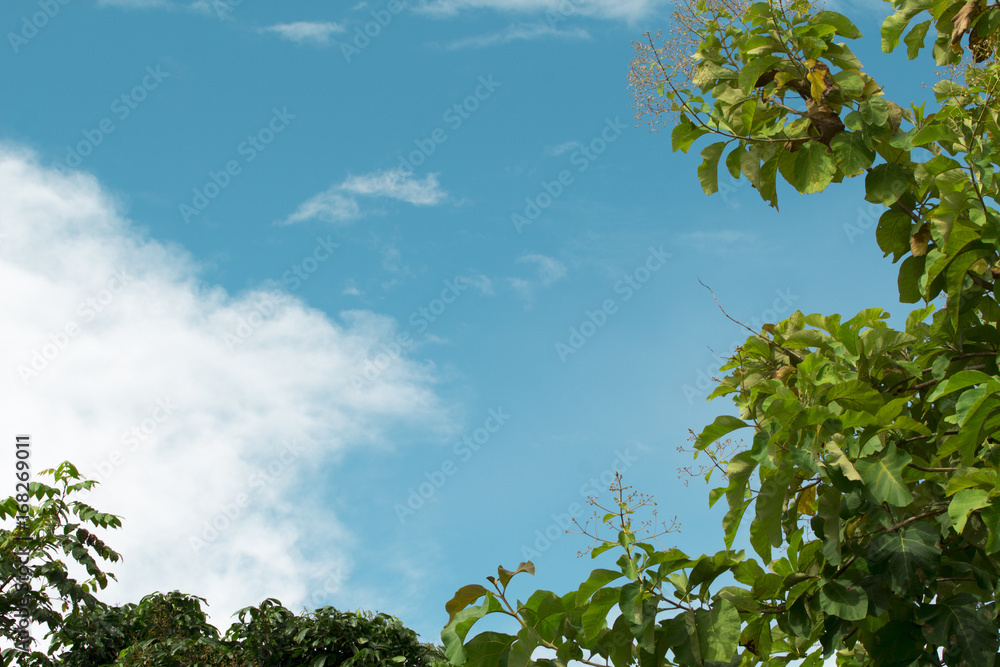 Green tree with blue sky, natural, refreshing, comfortable