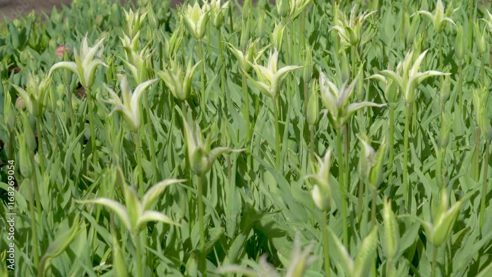 13842_The_greeny_look_of_the_flower_garden_in_the_spring.mov 13842_The_greeny_look_of_the_flower_garden_in_the_spring.mov