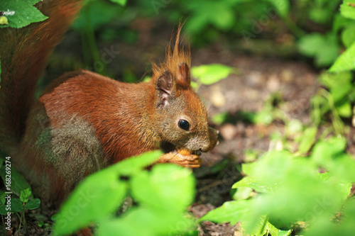 Little funny red squirrel in the park
