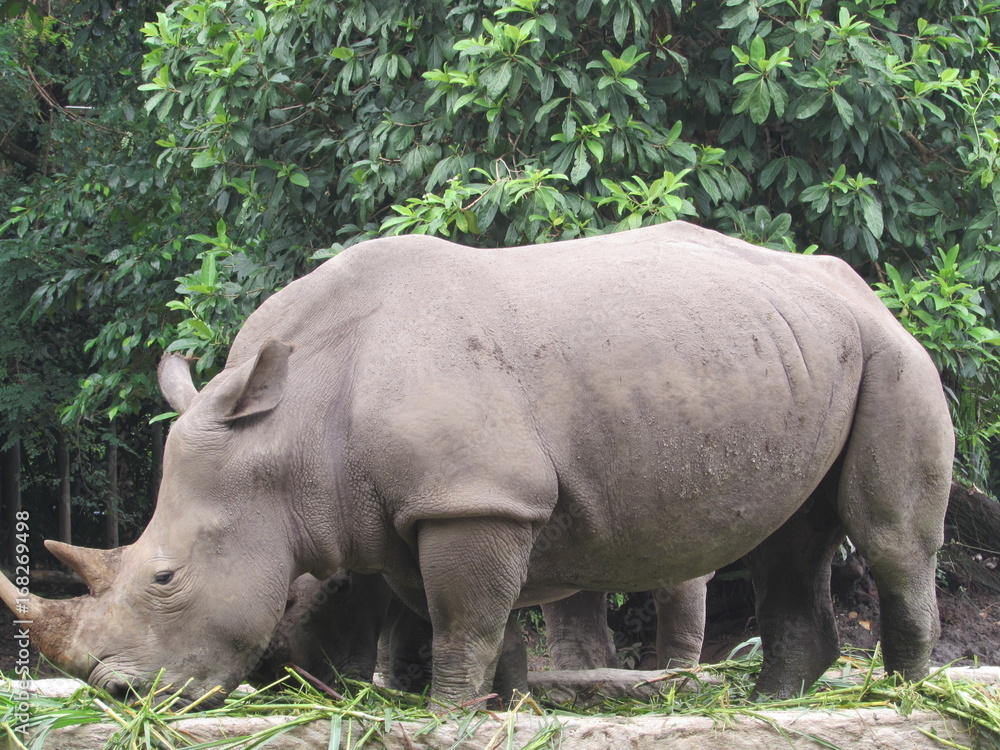 Naklejka premium Nosorożec