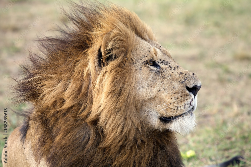 African lion (Panthera leo)