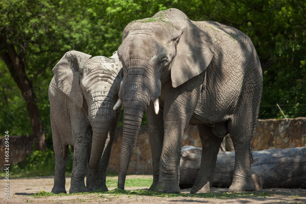 Naklejka premium Two elephants in the forest.