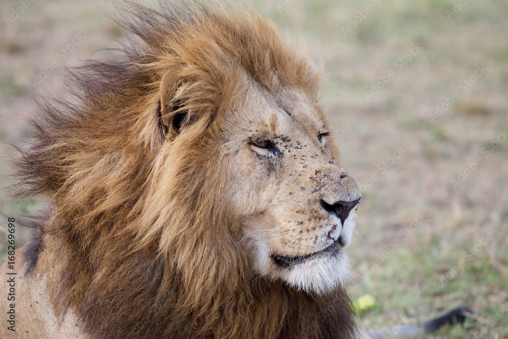 Fototapeta premium African lion (Panthera leo)