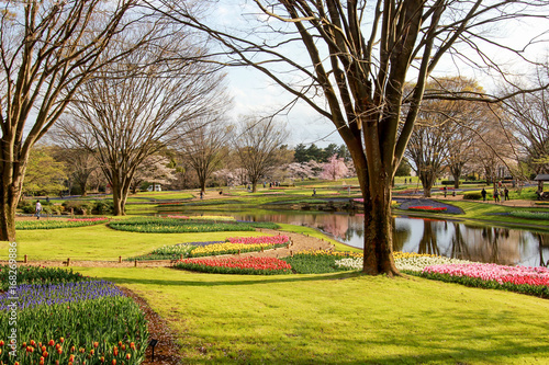 Tulip garden at Showa Kinen Koen(Showa Memorial Park),Tachikawa,Tokyo,Japan in spring.