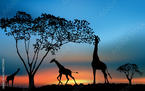 African wildlife sunset