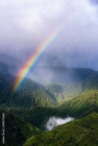 Spectrum of the rainbow in forest
