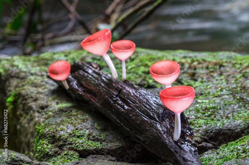 Closeup of mushrooms growing in the forest. Pink Fungi Cup.