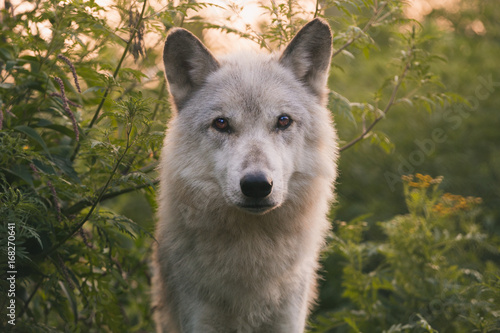 Wolf At Dawn