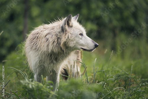 Wolf In The Rain