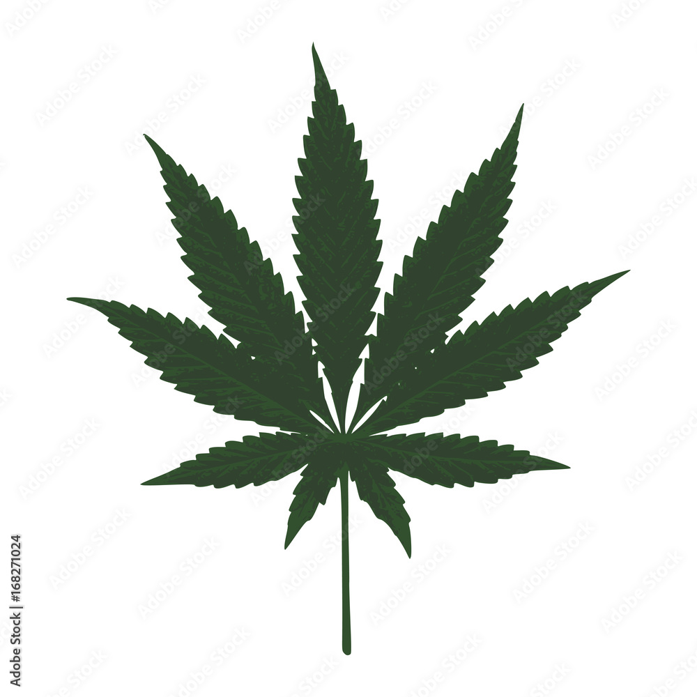 Cannabis Cannabis