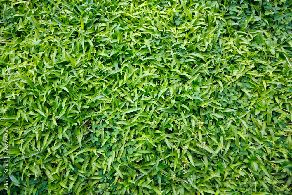 Green grasses background Green grasses background