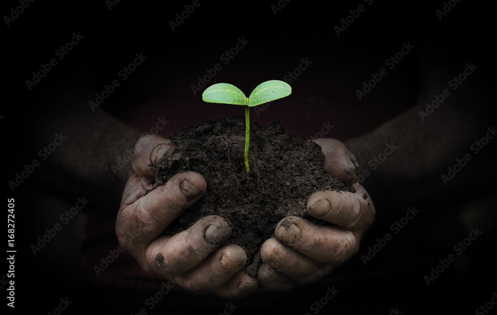workers hands with a handful of peasant land workers hands with a handful of peasant land