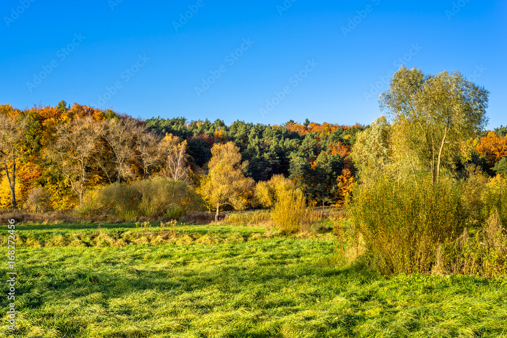 Panoramic landscape of autumn forest, scenic landscape with autumn trees on green field and blue sky in sunny day