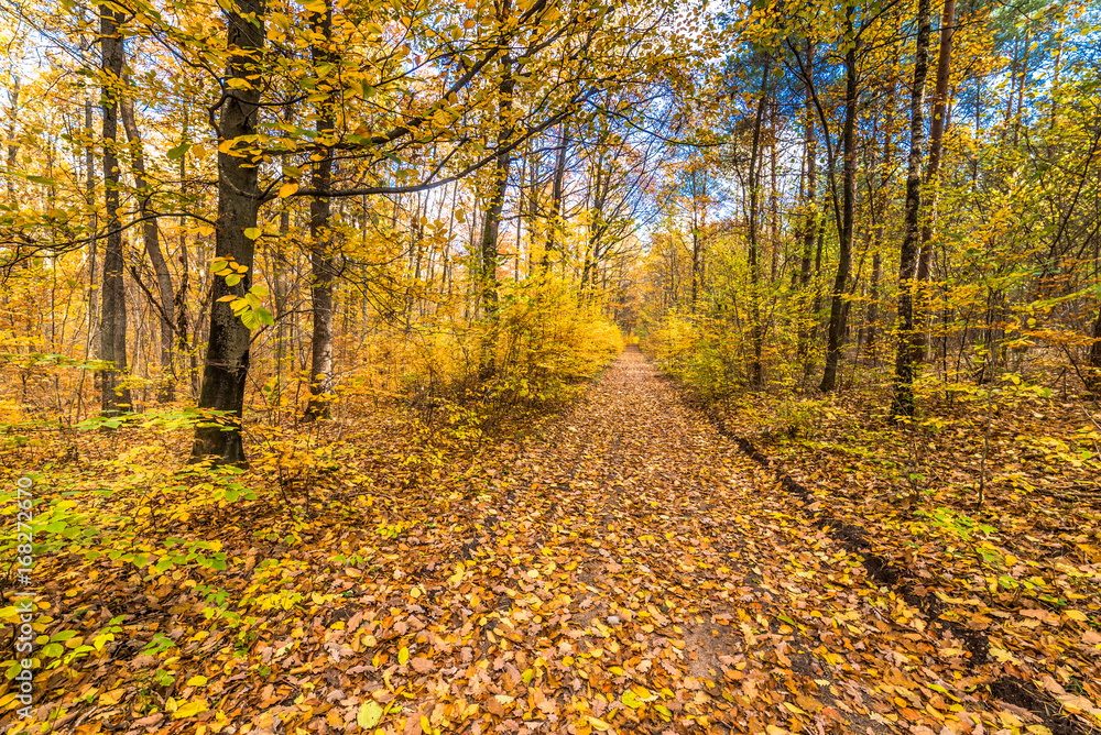 Path in the forest, autumn landscape with fallen leaves Path in the forest, autumn landscape with fallen leaves