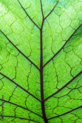Texture of Green leaves in natural light.