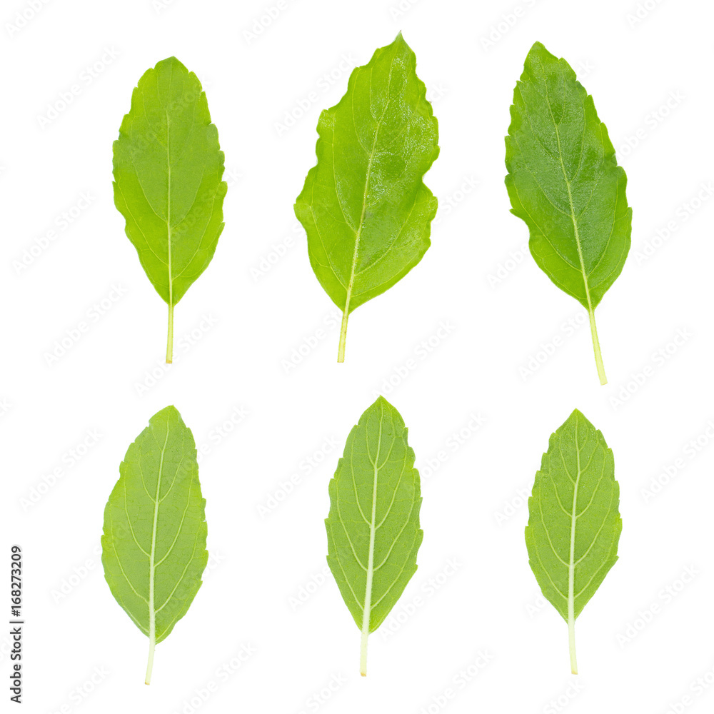 Fototapeta premium Fresh green basil herb leaves isolated on white background