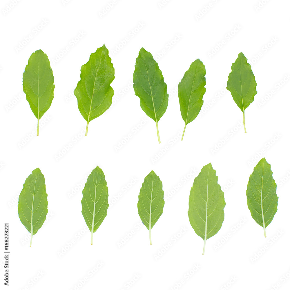 Fresh green basil herb leaves isolated on white background Fresh green basil herb leaves isolated on white background