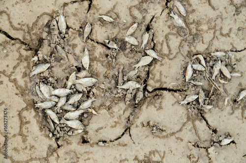Dead fish on the sand in the desert © schankz