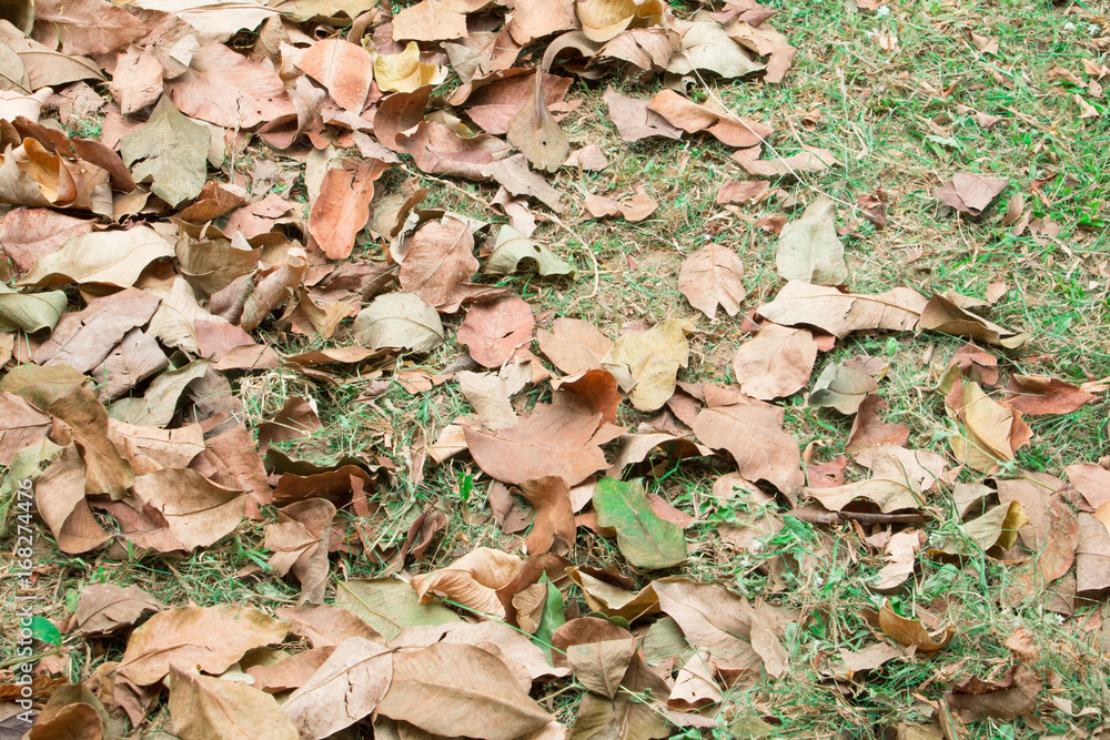 dry leaf on floor grass background with copy space add text dry leaf on floor grass background with copy space add text