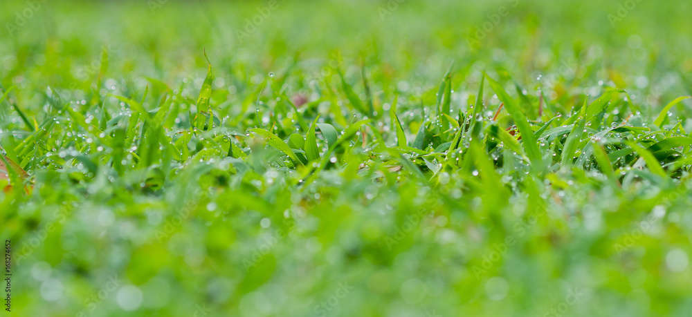 Green leaves natural background  wallpaper / droplet water on leaf