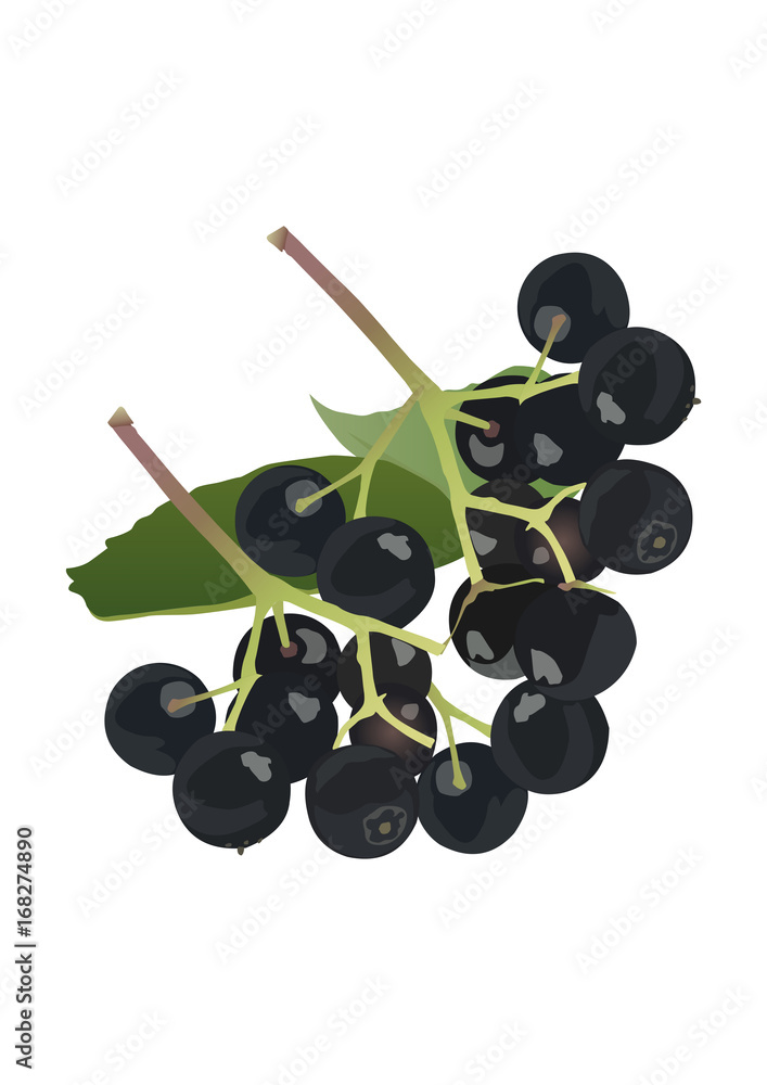 Obraz premium Elderberry