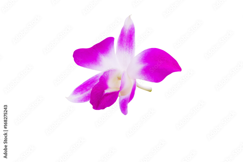 Obraz premium orchid purple flower delicate beautiful isolated on white background and clipping path