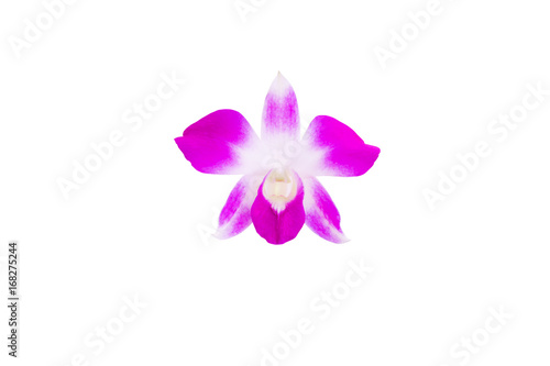 purple orchid flower beautiful isolated on white background and clipping path with copy space add text