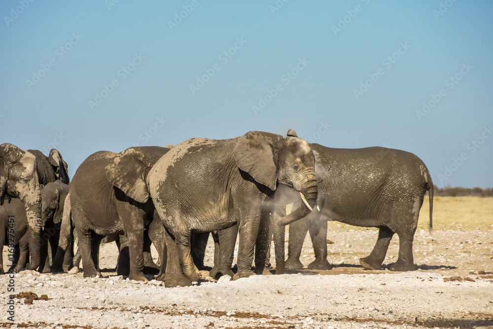 African Elephant- Etosha