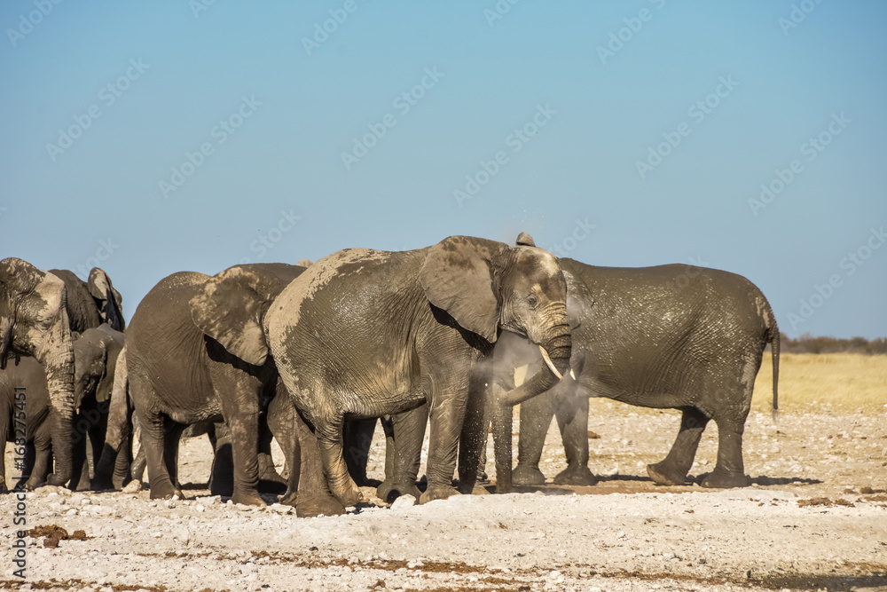 Fototapeta premium African Elephant- Etosha
