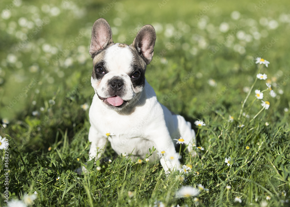 Bulldog puppy. A beautiful black and white bulldog puppy plays, runs, and jumps in fresh green grass