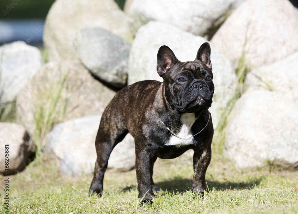 French Bulldog