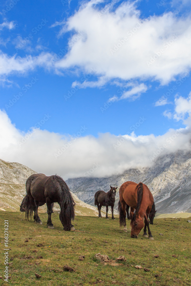 Group of brown and black horses grazing in green valleys. Fauna wild life concept