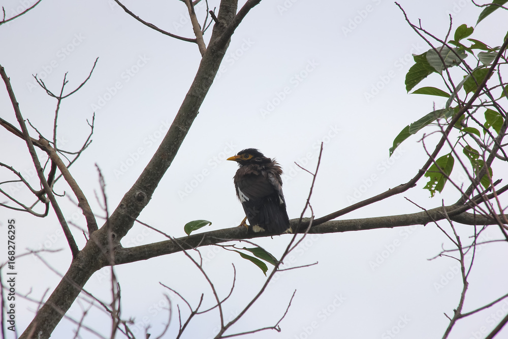 Backlit shot of Common Myna bird on tree Backlit shot of Common Myna bird on tree