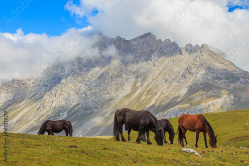 Group of brown and black horses grazing in green valleys. Fauna wild life concept © Rafa