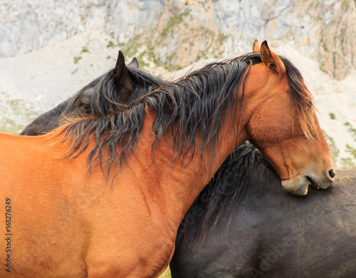 Pair of horses scratching their backs. Fauna concept