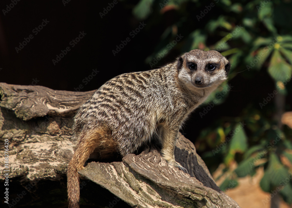 Obraz premium Meerkats walking down the trunk. Wild life concept