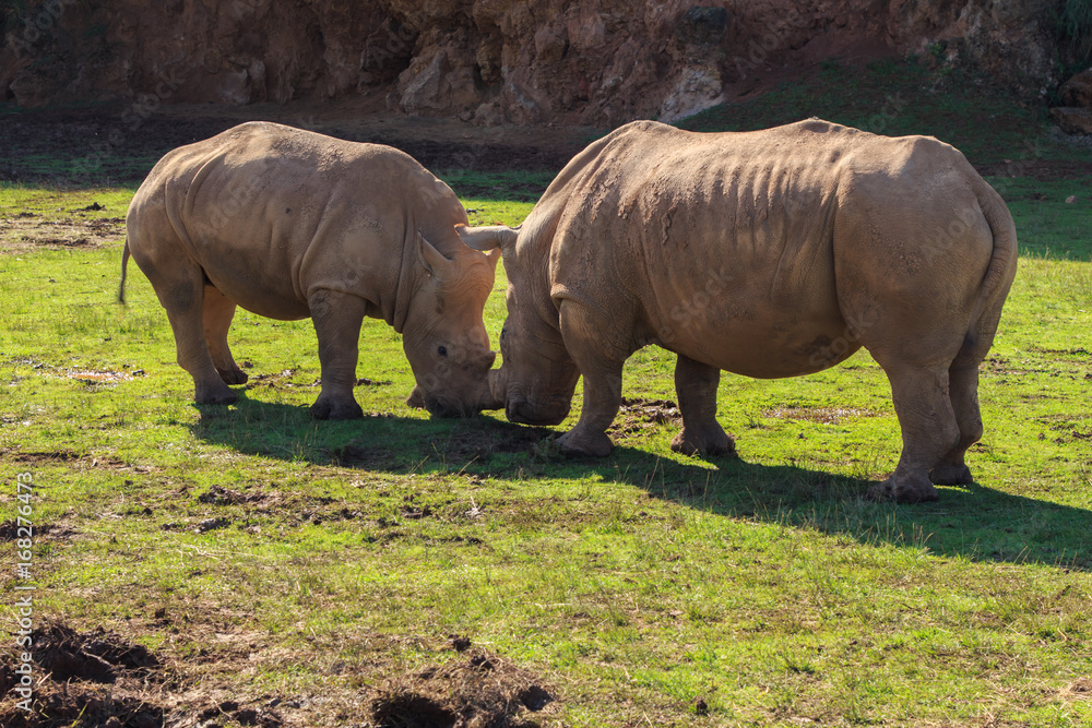 Obraz premium Two male rhinos facing each other. Wild life concept