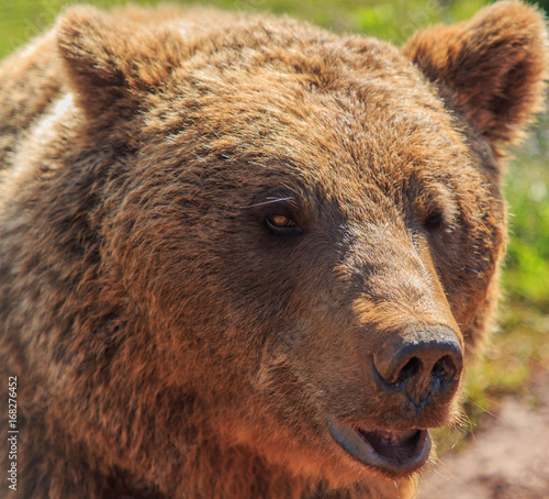 Brown bear head close-up. Wild life concept