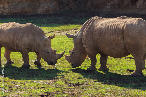 Two male rhinos facing each other. Wild life concept