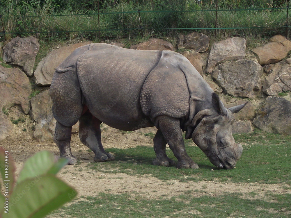 Obraz premium Rhinoceros