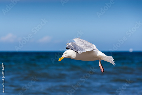 Heringsmöwe am Meer vor der Landung